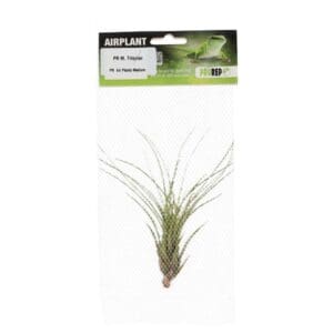 Airplant Med. Melanocrater tricolor