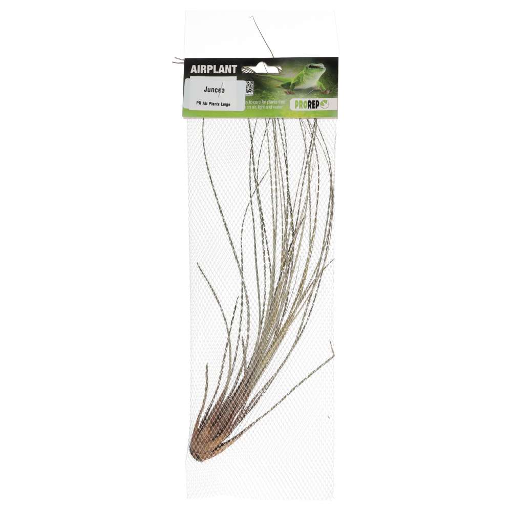 Airplant Large Juncea