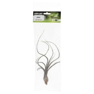 Airplant Large Baileyi