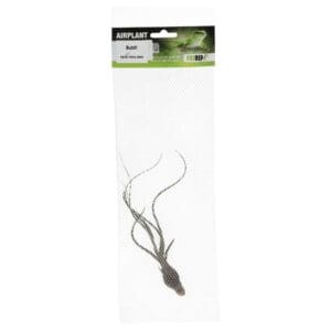 Airplant Large Butzii