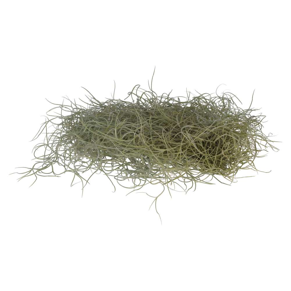 Air plant Spanish Moss