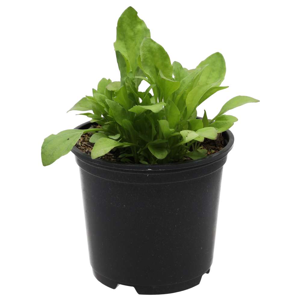 Live Food Plant; Broad Leaf Plantain (10cm pot)
