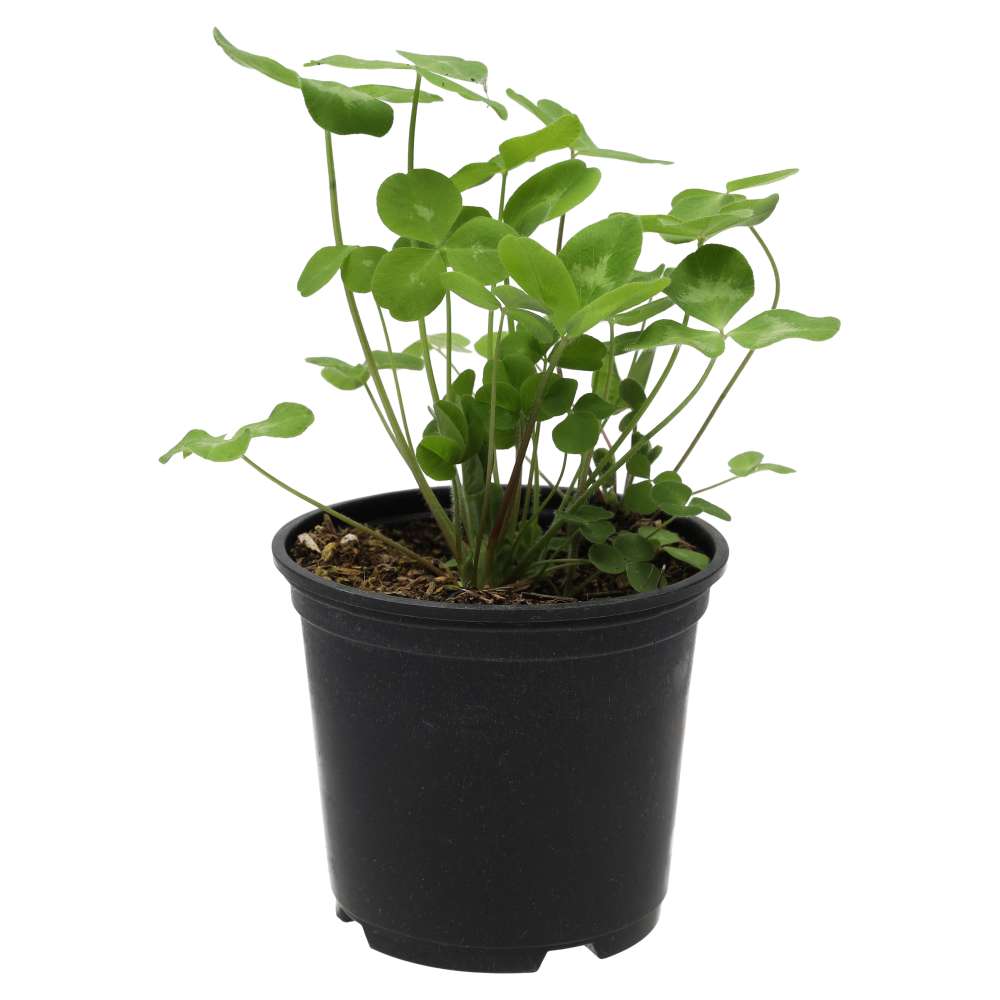 Live Food Plant. Red Clover (10cm pot)