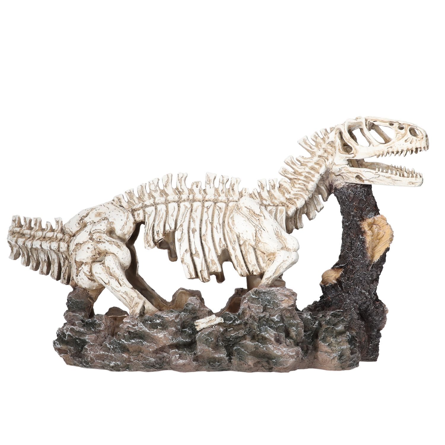 PR Dinosaur Skeleton Allosaurus 58x22x34cm, SKU DPS066