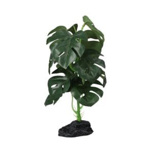 PR Terrestrial Monstera 27cm