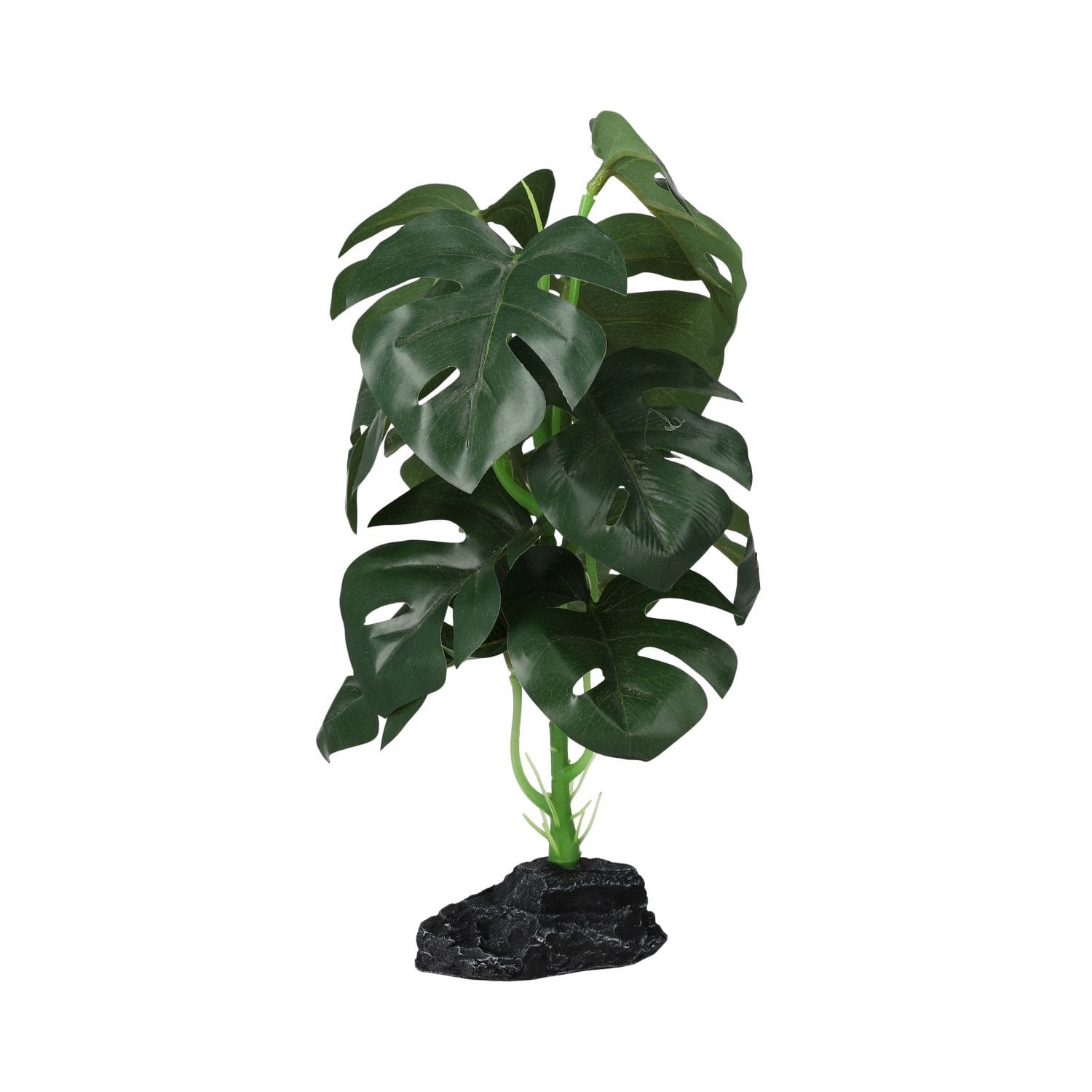 PR Terrestrial Monstera 27cm