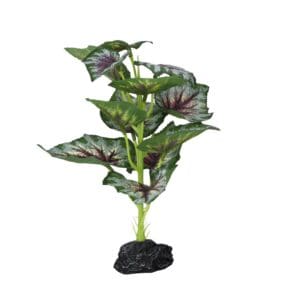 PR Terrestrial Begonia Silver Spirit 27cm