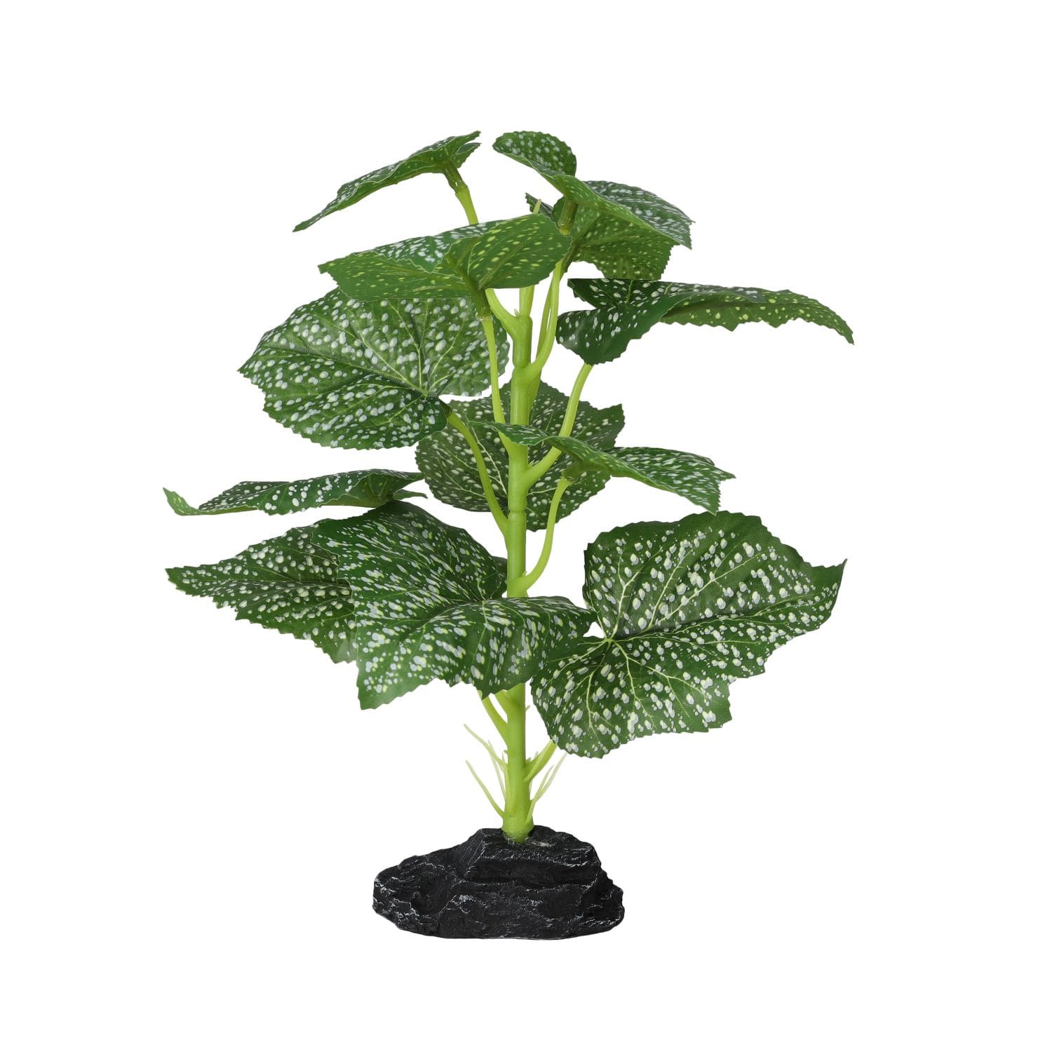 PR Terrestrial Begonia Polka Dot 27cm