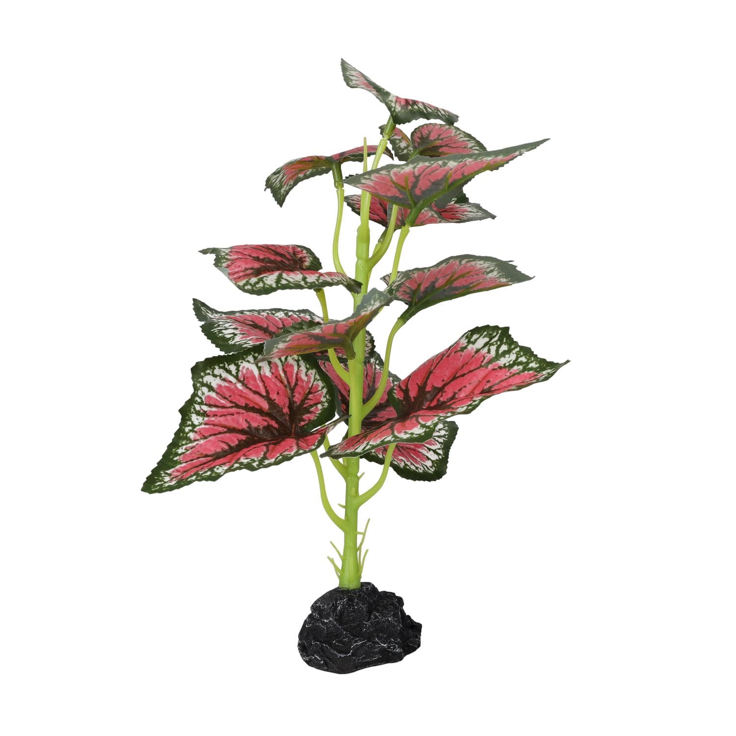 PR Terrestrial Begonia Salsa 27cm