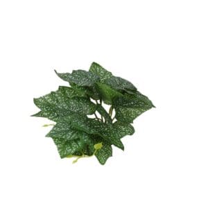 PR Terrestrial Begonia Polka Dot 14cm