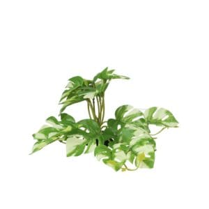 PR Terrestrial Gardenia Variegated 14cm