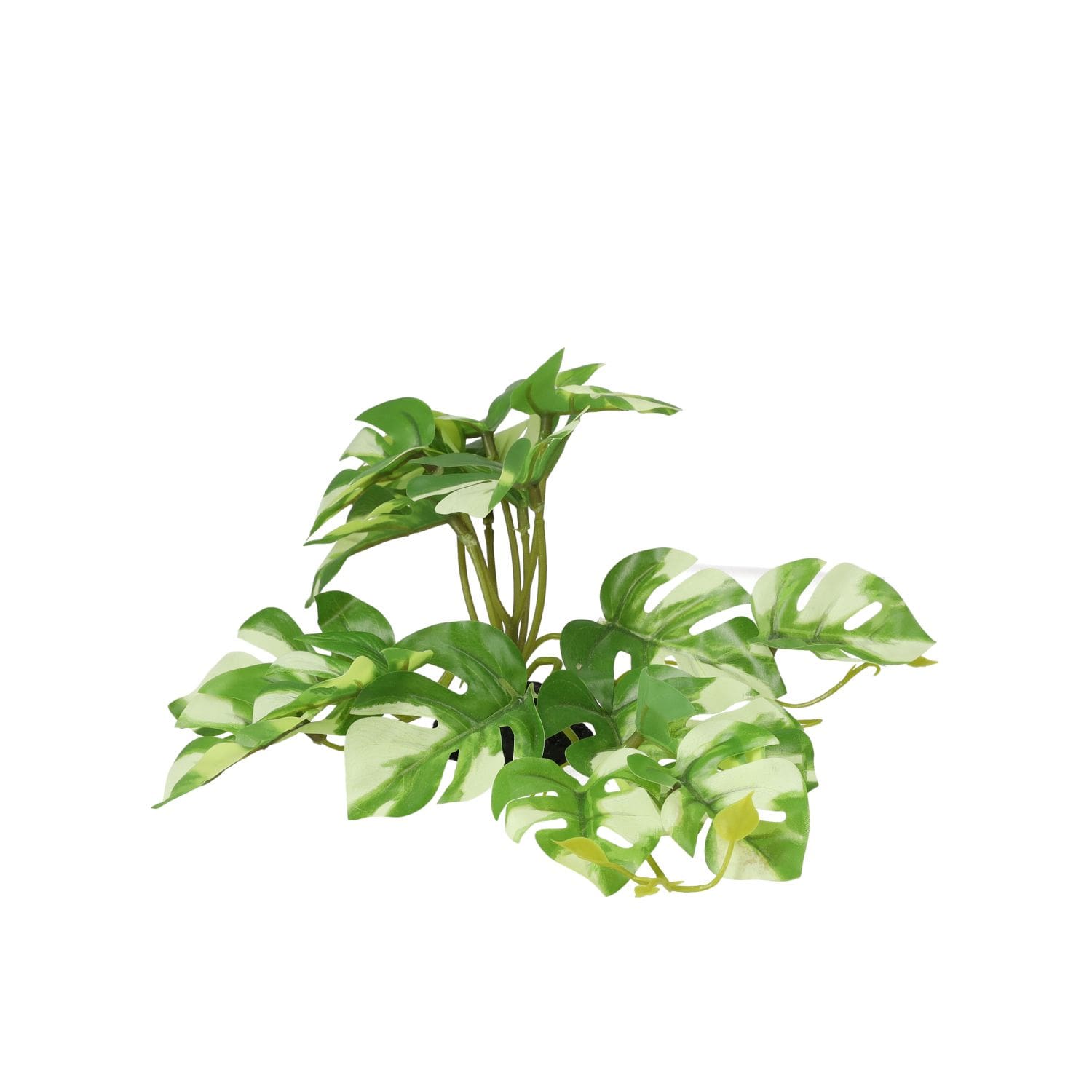 PR Terrestrial Gardenia Variegated 14cm