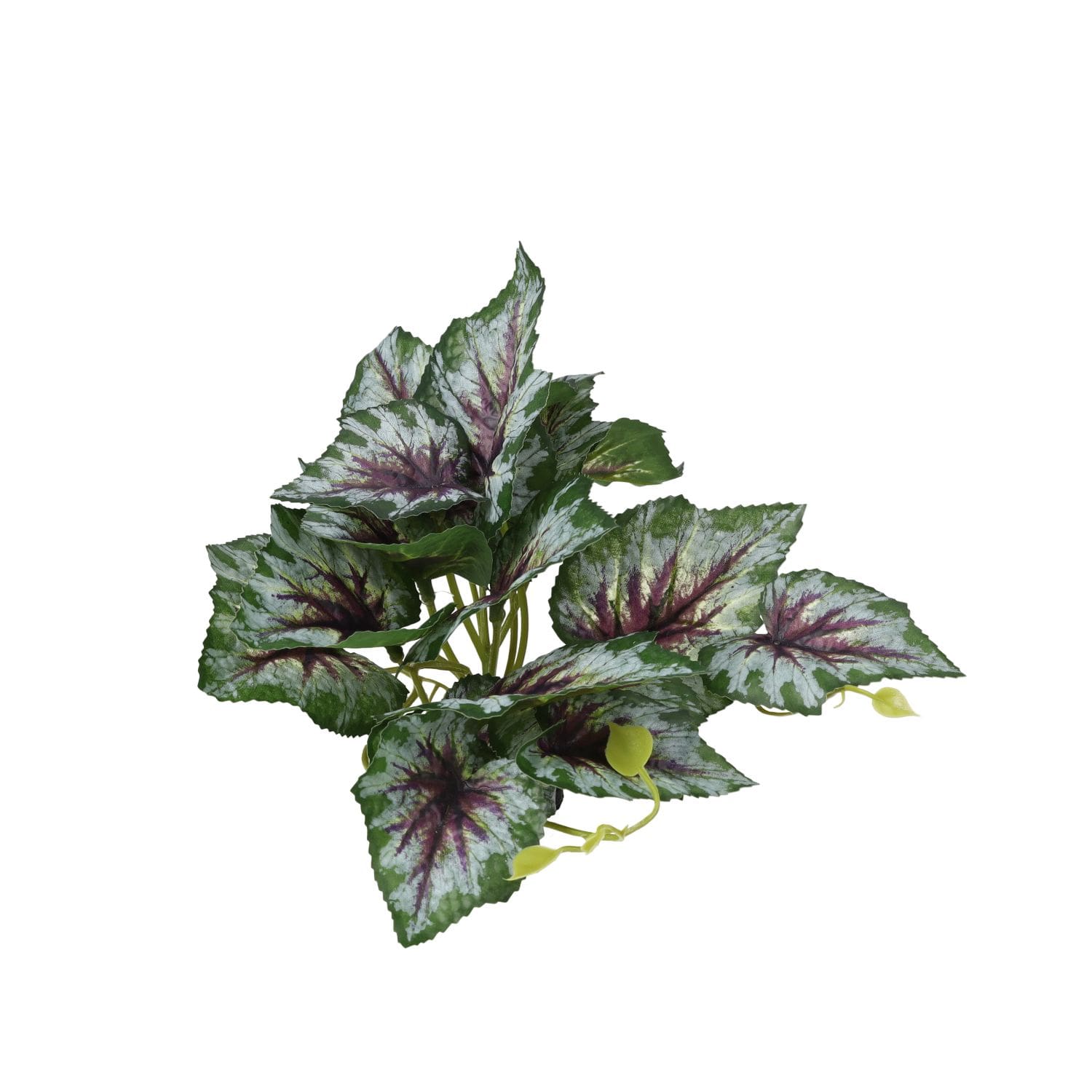 PR Terrestrial Begonia Silver Spirit 14cm