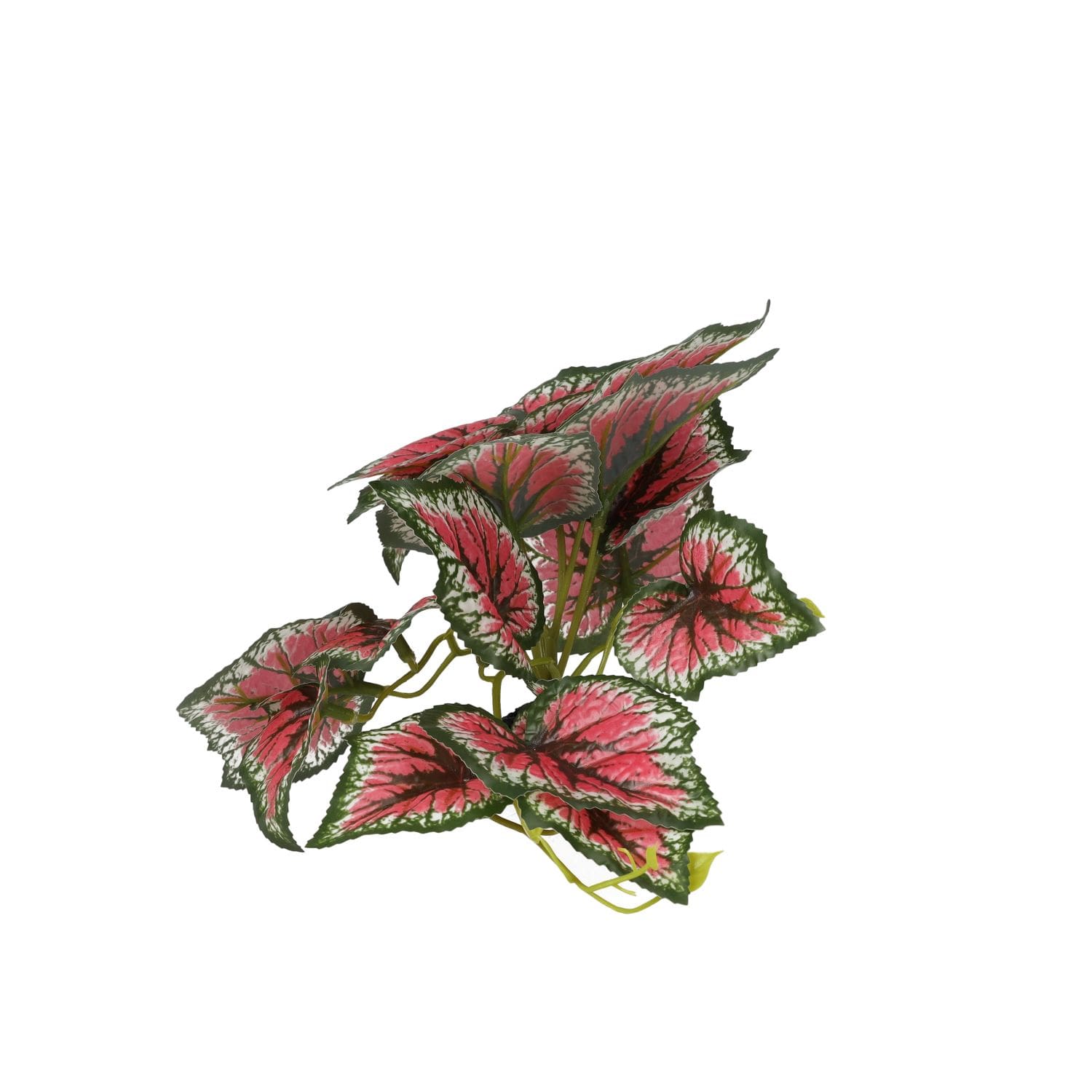 PR Terrestrial Begonia Salsa 14cm